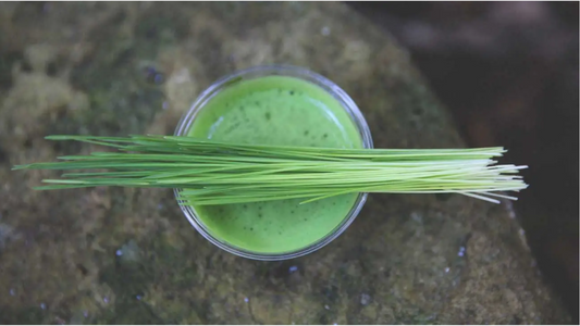 Longevity Made Easy: Your Guide to Barley Grass Juice Powder and Healthy Living