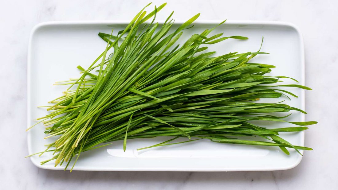 Shield Yourself from Radiation with the Healing Power of Barley Grass Juice Powder